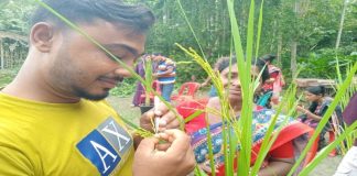 ধানের নতুন জাত উদ্ভাবন করছে খুলনার কৃষকরা