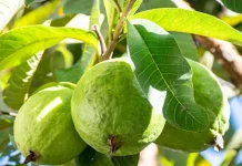 প্রতিদিন পেয়ারা খেলে যেসব উপকার মেলে