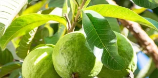 প্রতিদিন পেয়ারা খেলে যেসব উপকার মেলে