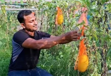 শখের চাষে বাজিমাত, হাসানুরের খেতে বাহারি তরমুজ